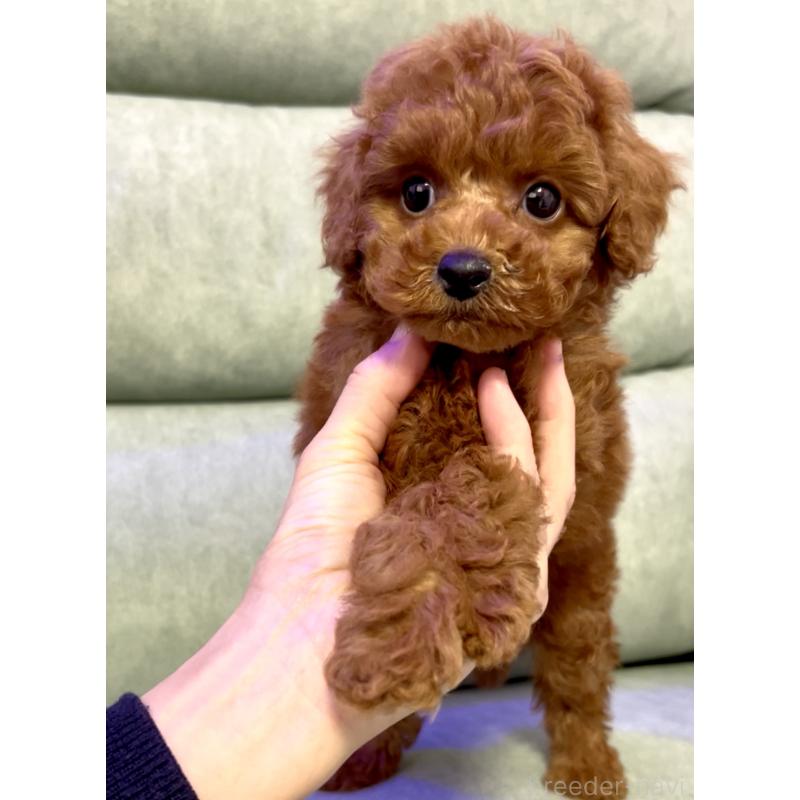 販売中の奈良県のタイニープードル-427168