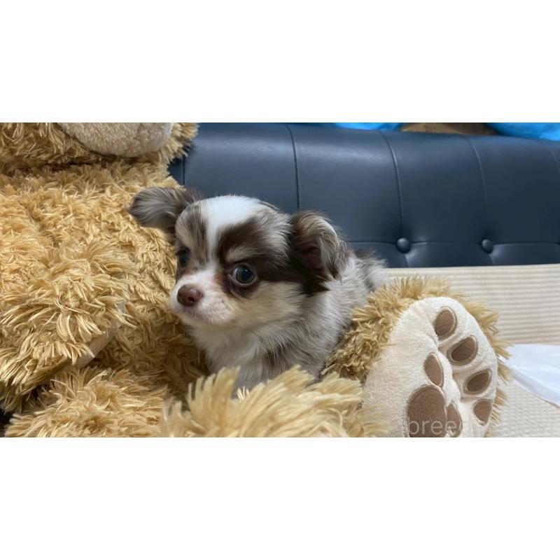 販売中の兵庫県のチワワ(ロングコート)-429549の9枚目