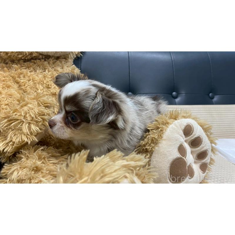 販売中の兵庫県のチワワ(ロングコート)-429549の8枚目