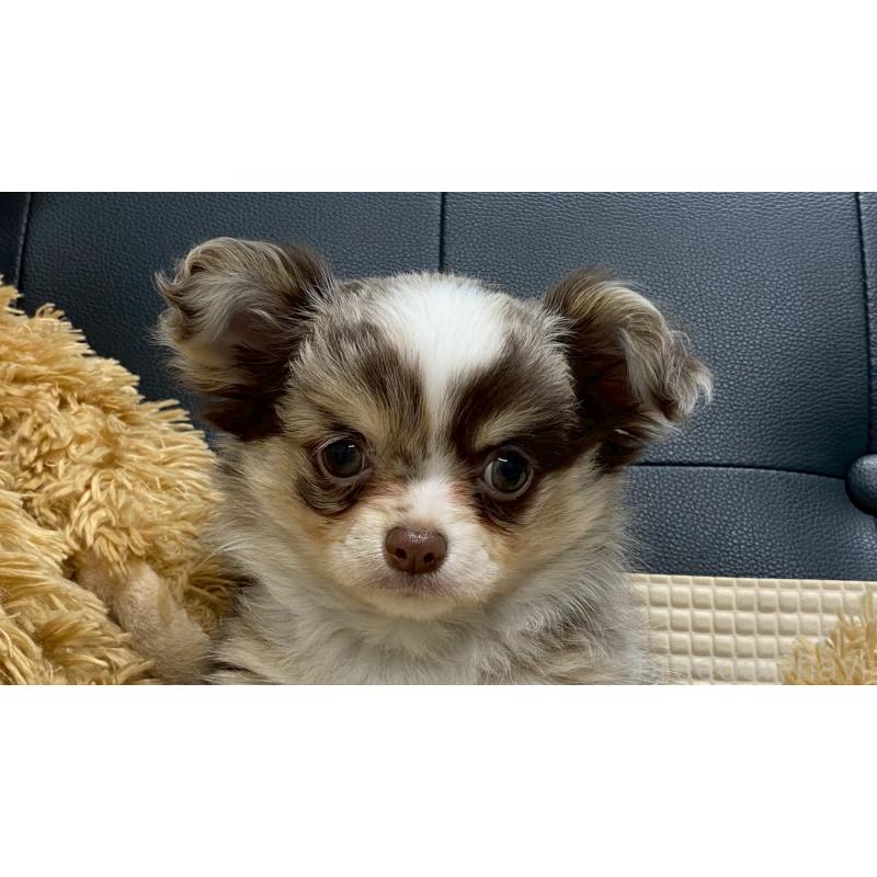 販売中の兵庫県のチワワ(ロングコート)-429549の7枚目