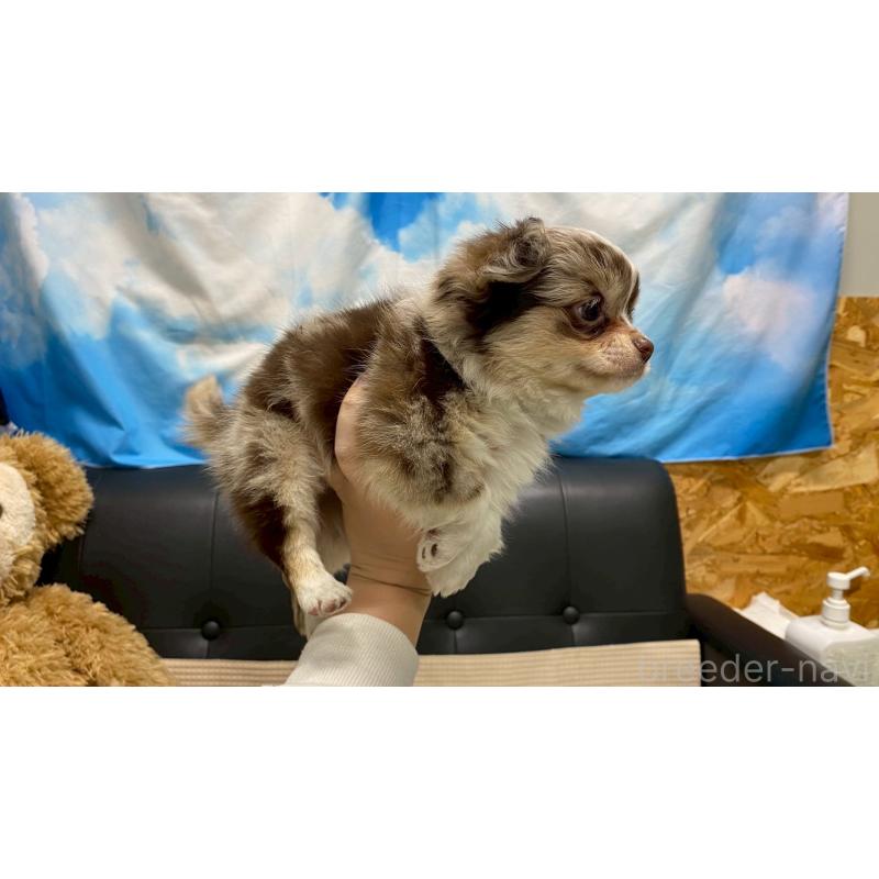 販売中の兵庫県のチワワ(ロングコート)-429549の4枚目