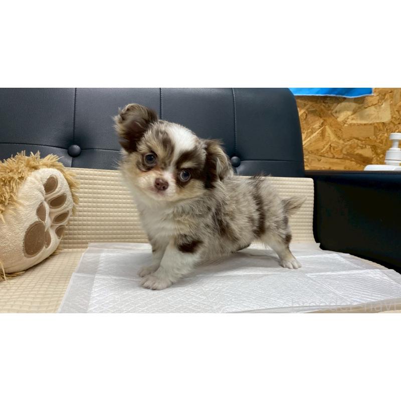 販売中の兵庫県のチワワ(ロングコート)-429549の3枚目