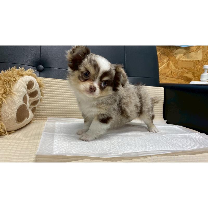 販売中の兵庫県のチワワ(ロングコート)-429549の2枚目