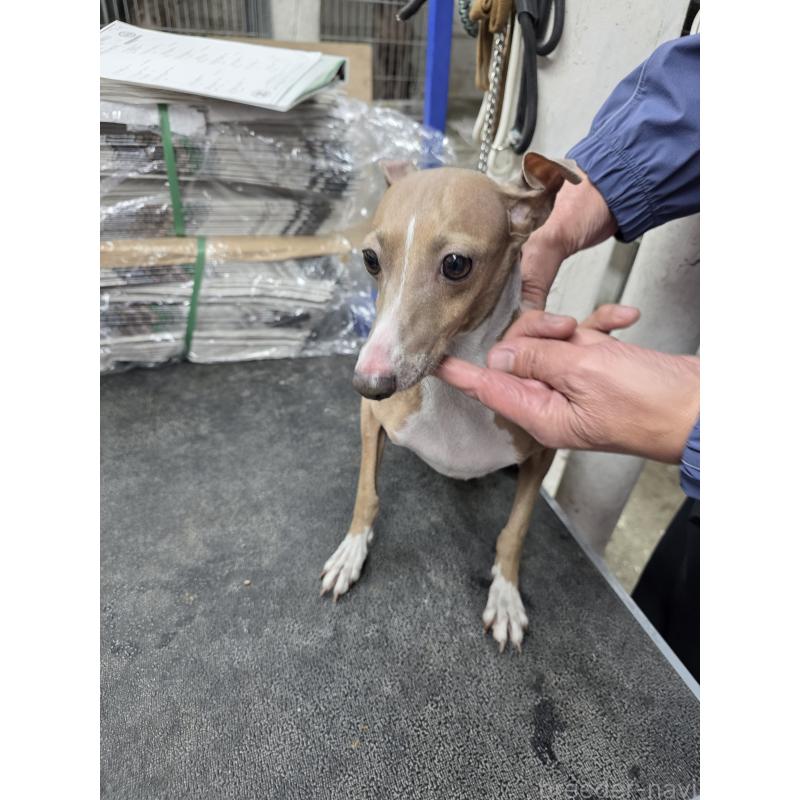 販売中の静岡県のイタリアングレーハウンド(イタグレ)-429548の2枚目