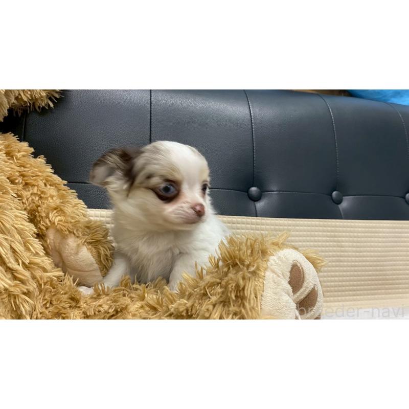 販売中の兵庫県のチワワ(ロングコート)-429553の10枚目