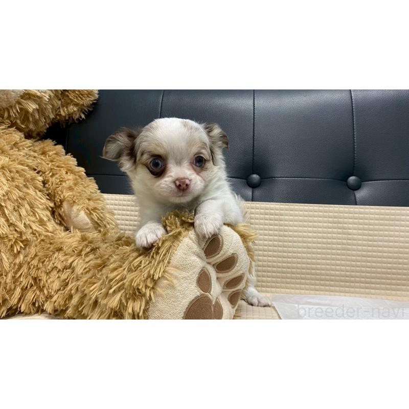 販売中の兵庫県のチワワ(ロングコート)-429553の9枚目