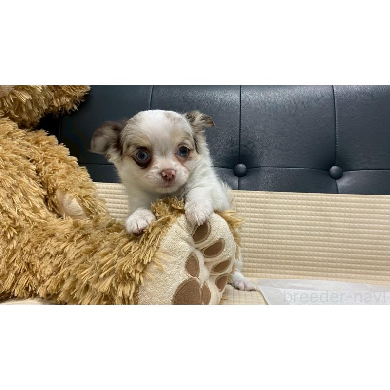 販売中の兵庫県のチワワ(ロングコート)-429553の8枚目