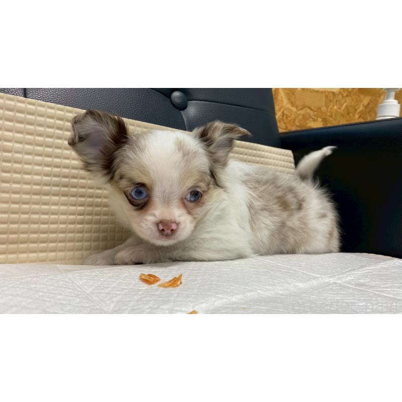 販売中の兵庫県のチワワ(ロングコート)-429553の7枚目