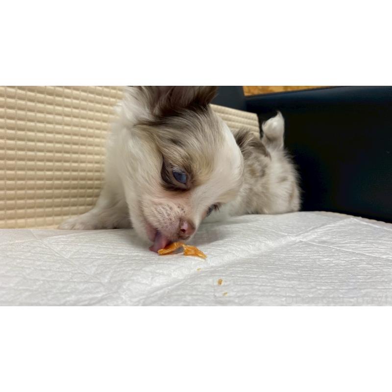 販売中の兵庫県のチワワ(ロングコート)-429553の6枚目