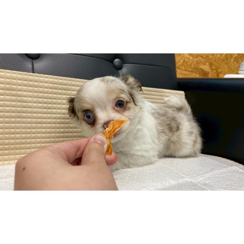 販売中の兵庫県のチワワ(ロングコート)-429553の5枚目