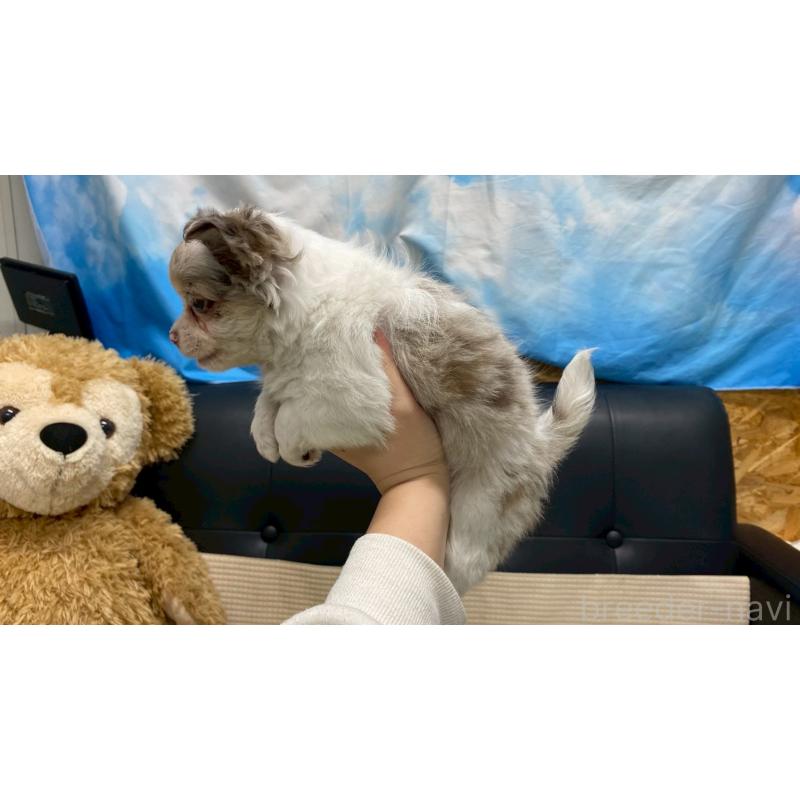 販売中の兵庫県のチワワ(ロングコート)-429553の3枚目