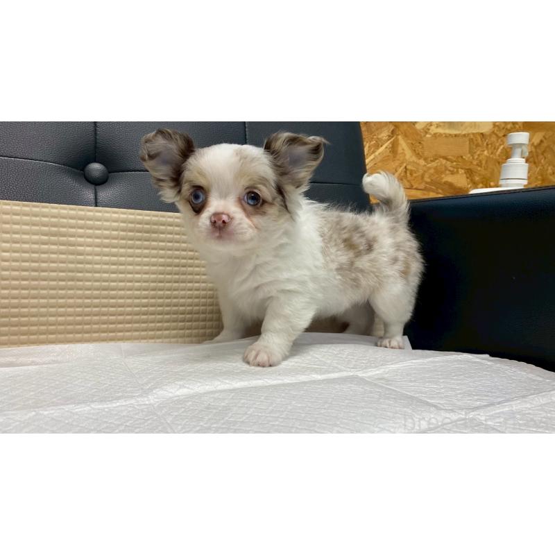 販売中の兵庫県のチワワ(ロングコート)-429553の2枚目