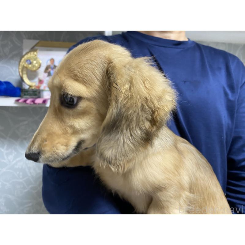 販売中の岐阜県のミニチュアダックスフンド(ロングヘアード)-406690の9枚目