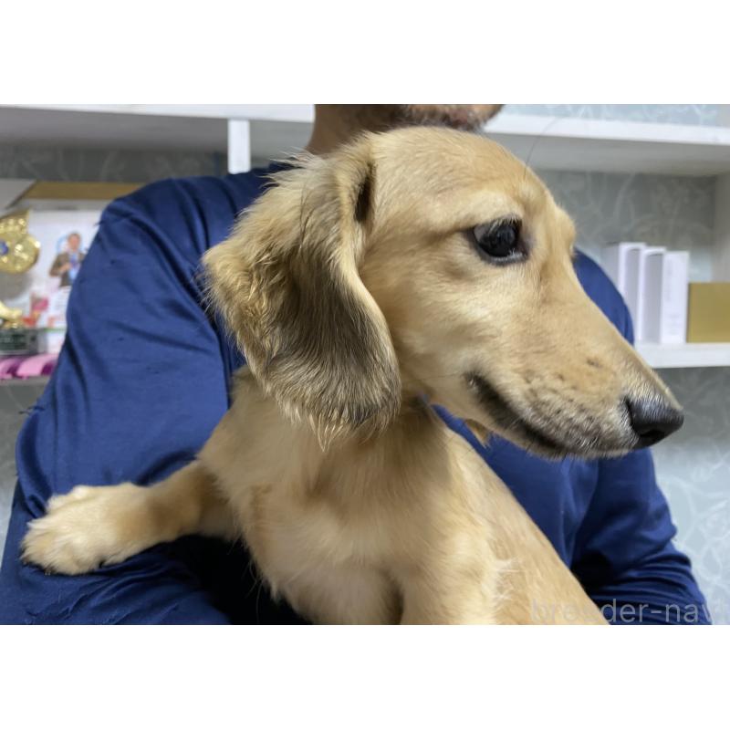 販売中の岐阜県のミニチュアダックスフンド(ロングヘアード)-406690の8枚目