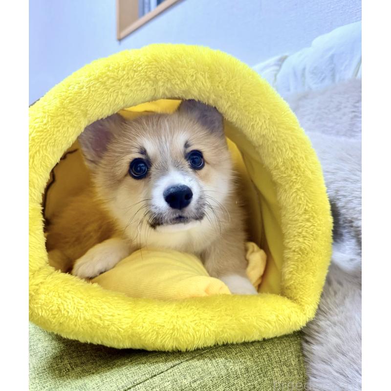 成約済の千葉県のウェルシュコーギーペンブローク-417559の2枚目