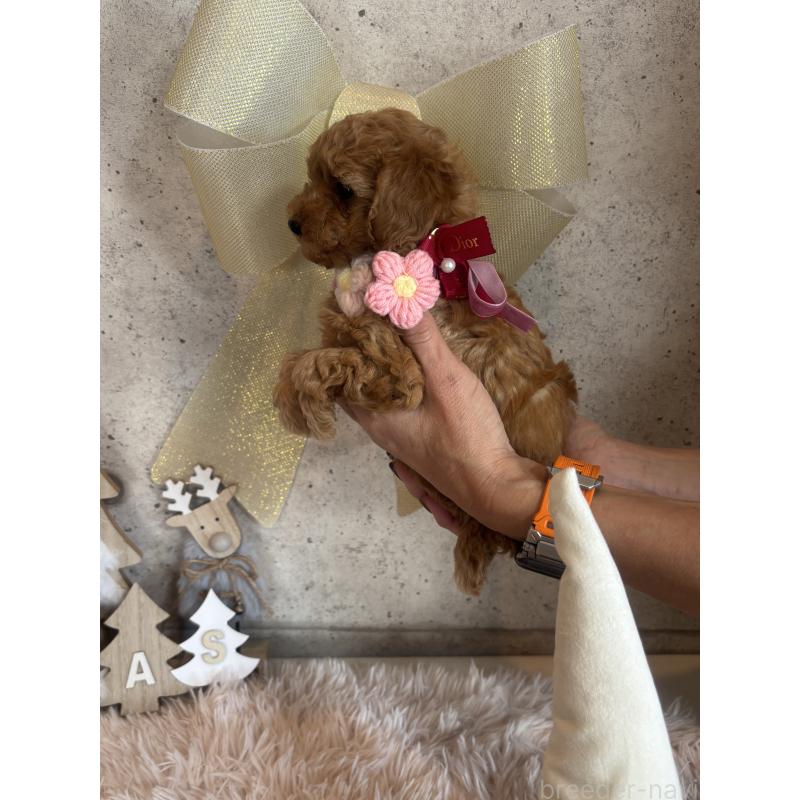 成約済の鹿児島県のタイニープードル-425607の3枚目