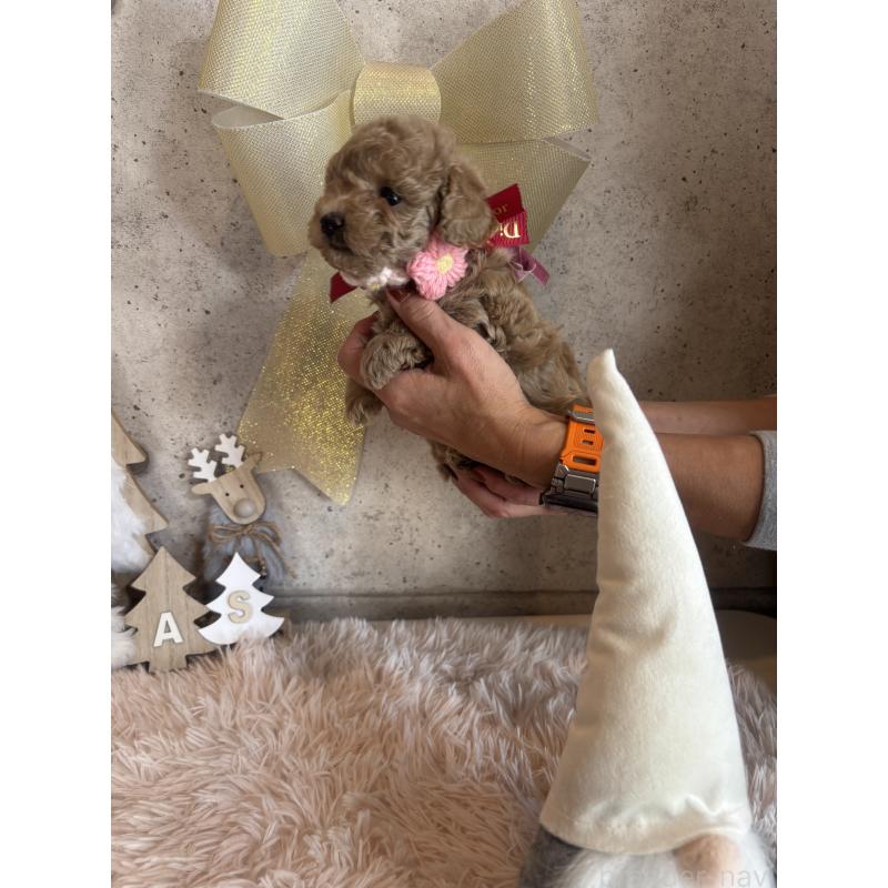 成約済の鹿児島県のタイニープードル-425606の3枚目