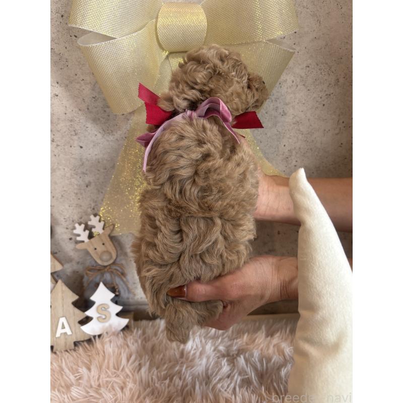 成約済の鹿児島県のタイニープードル-425606の2枚目