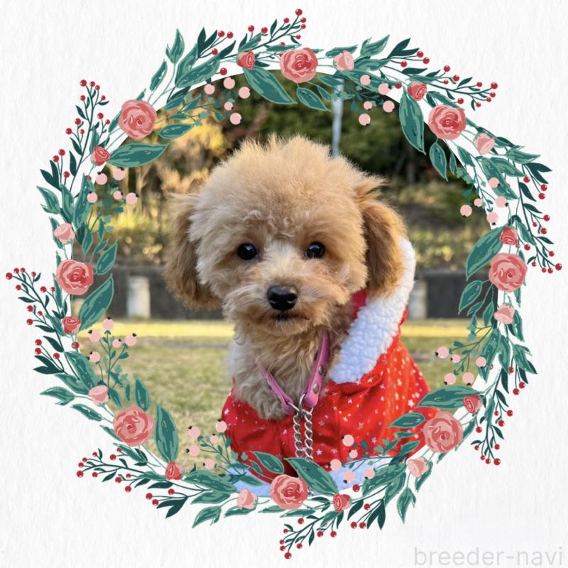 販売中の愛知県のトイプードル-410676の1枚目