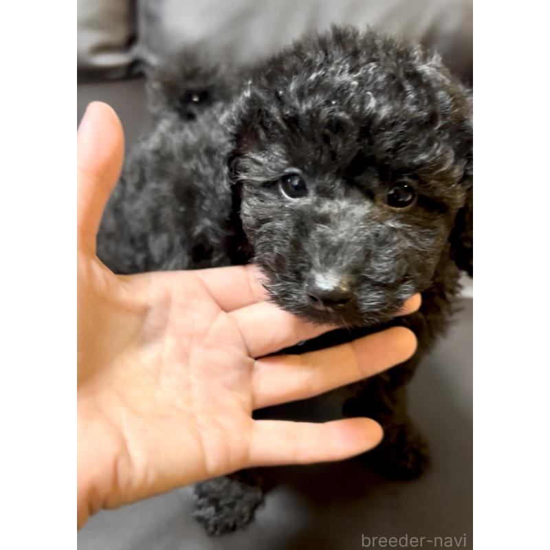 成約済の奈良県のトイプードル-428067の2枚目