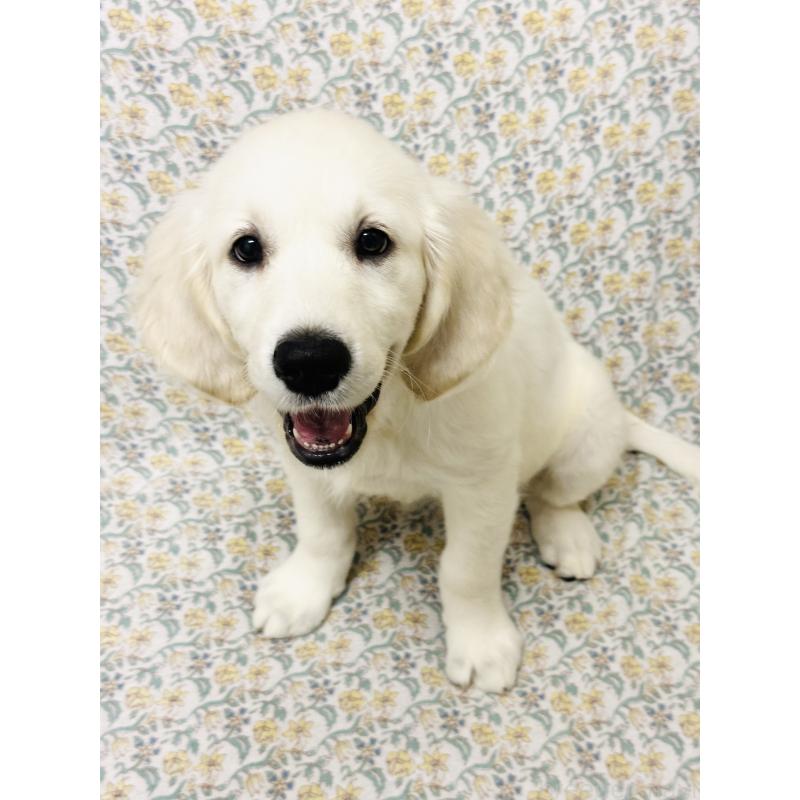 販売中の群馬県のゴールデンレトリーバー-429560の4枚目