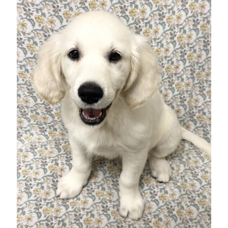 販売中の群馬県のゴールデンレトリーバー-429560の3枚目