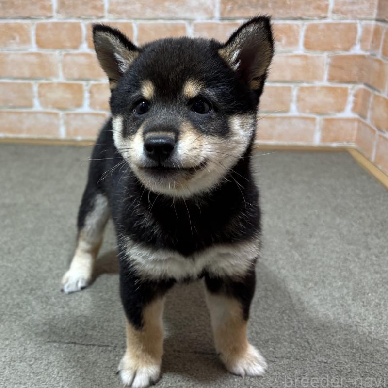 販売中の奈良県の豆柴-425637