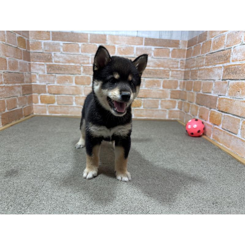 成約済の奈良県の豆柴-425637の8枚目