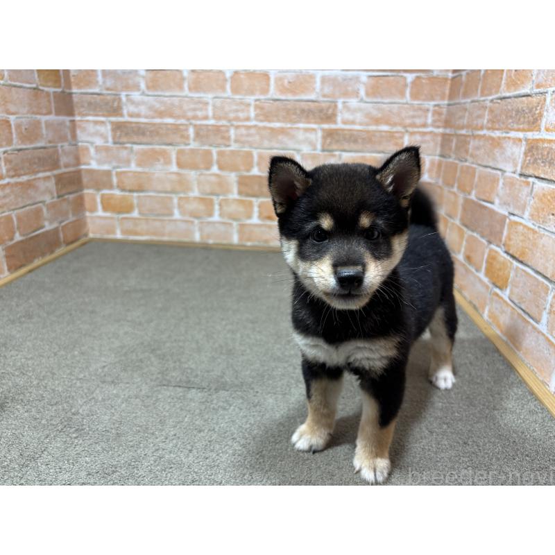 成約済の奈良県の豆柴-425637の7枚目