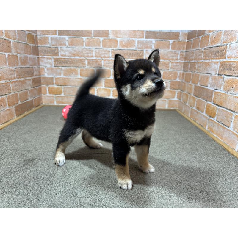 成約済の奈良県の豆柴-425637の6枚目