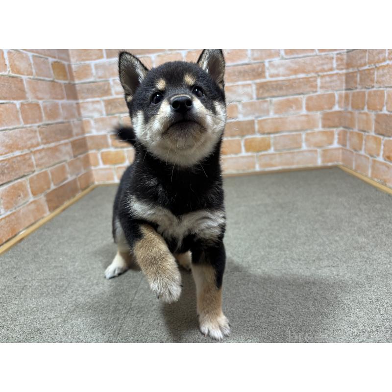 成約済の奈良県の豆柴-425637の5枚目