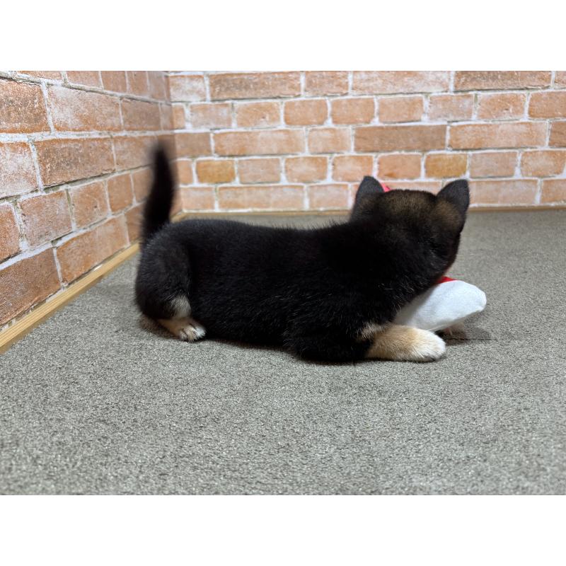 成約済の奈良県の豆柴-425637の4枚目