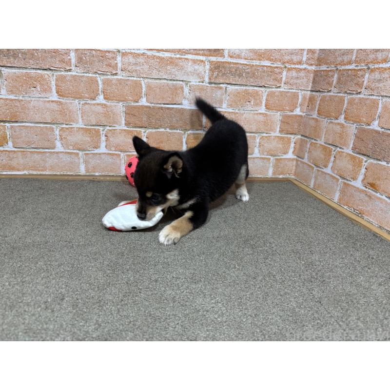 成約済の奈良県の豆柴-425637の3枚目