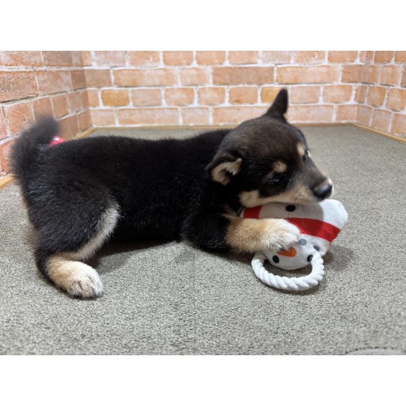 成約済の奈良県の豆柴-425637の2枚目