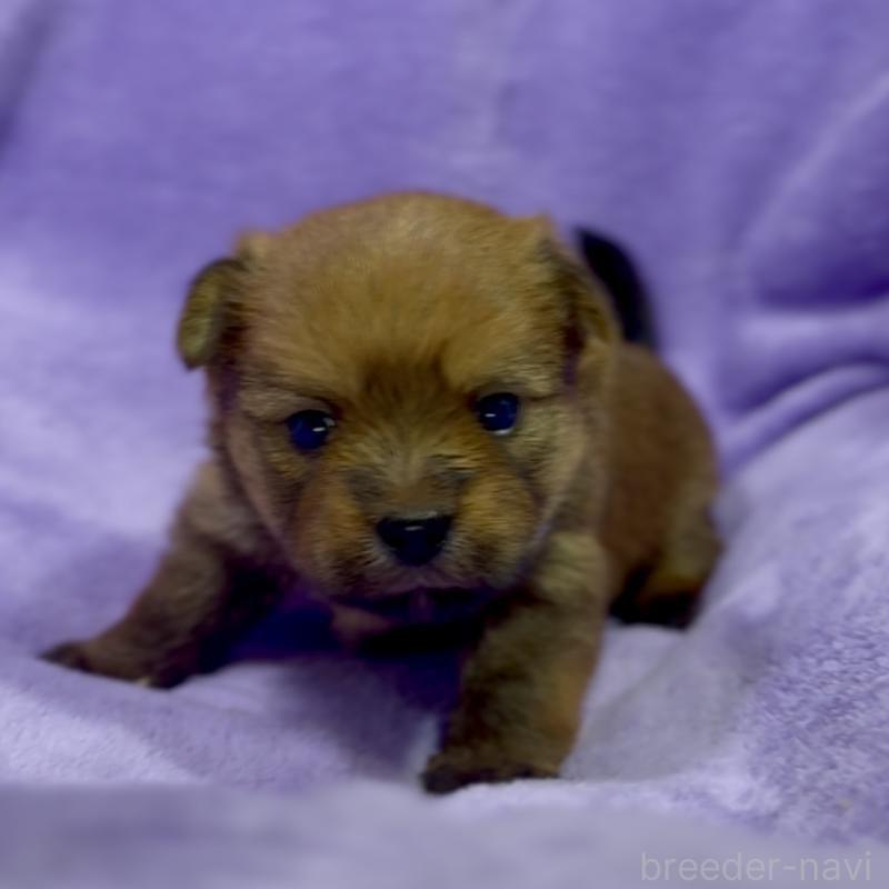 商談中の神奈川県のミックス犬-422167の5枚目