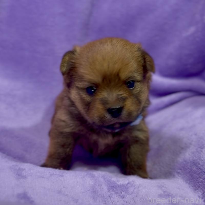 商談中の神奈川県のミックス犬-422167の4枚目