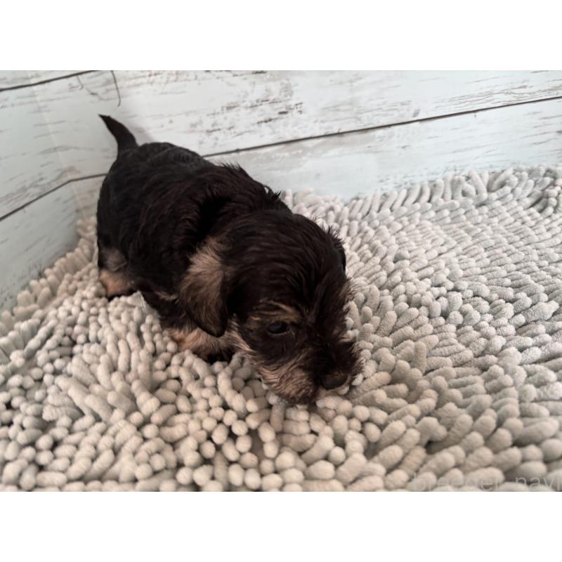 販売中の埼玉県のミニチュアシュナウザー-429562の2枚目