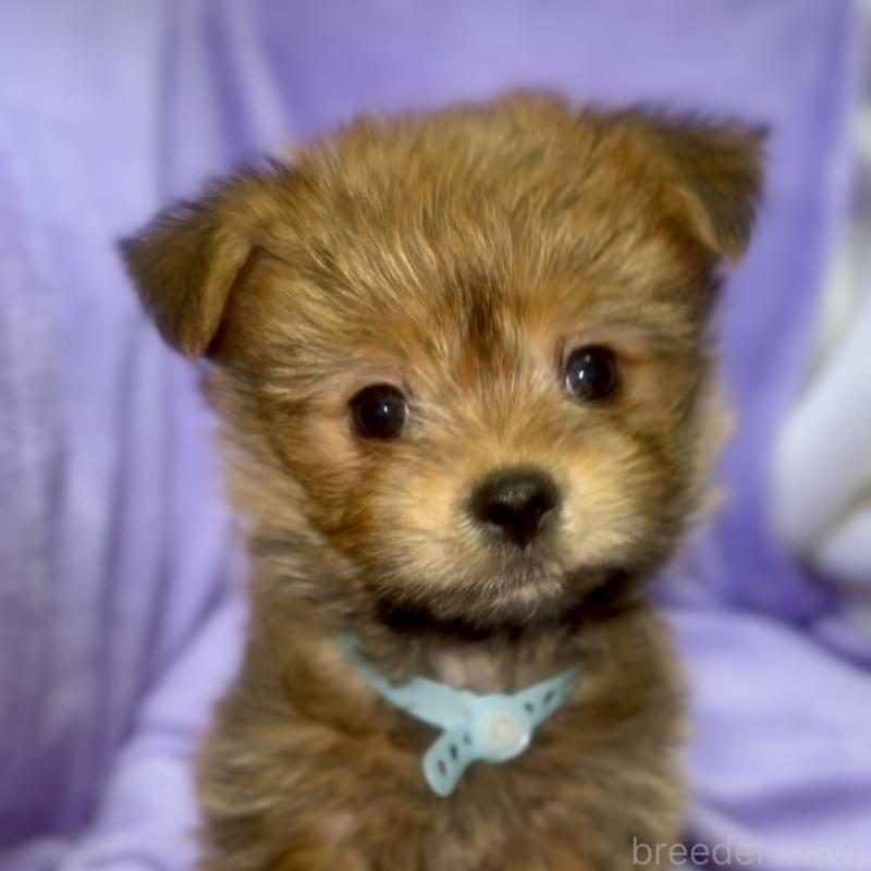 商談中の神奈川県のミックス犬-422167の1枚目