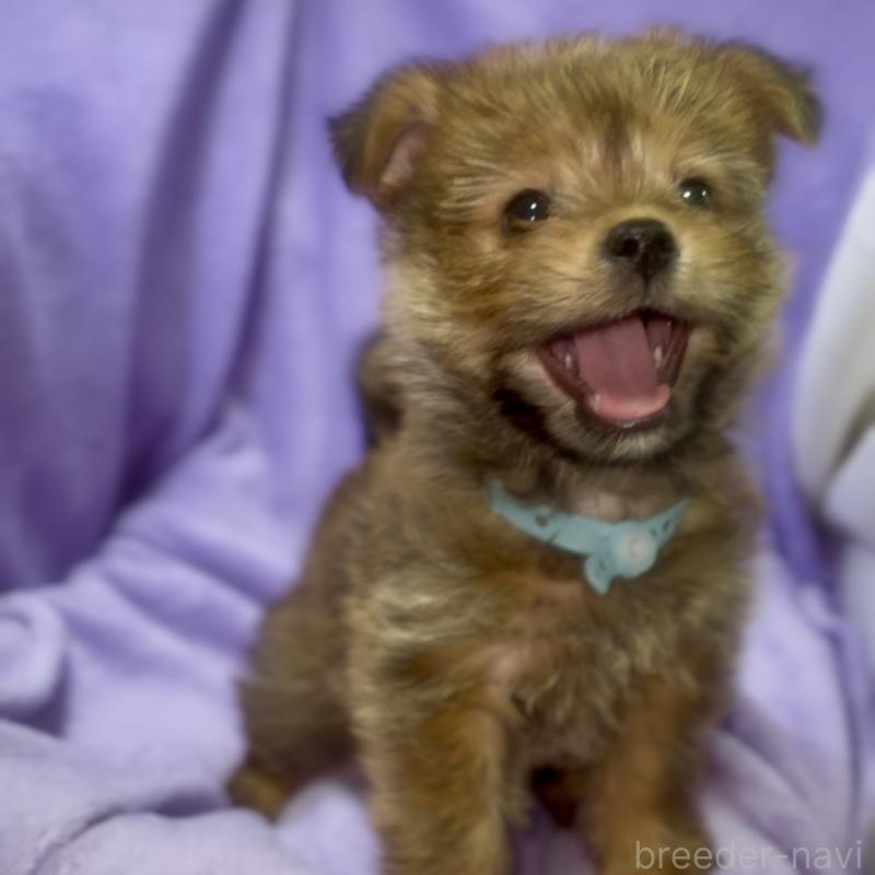 商談中の神奈川県のミックス犬-422167の3枚目