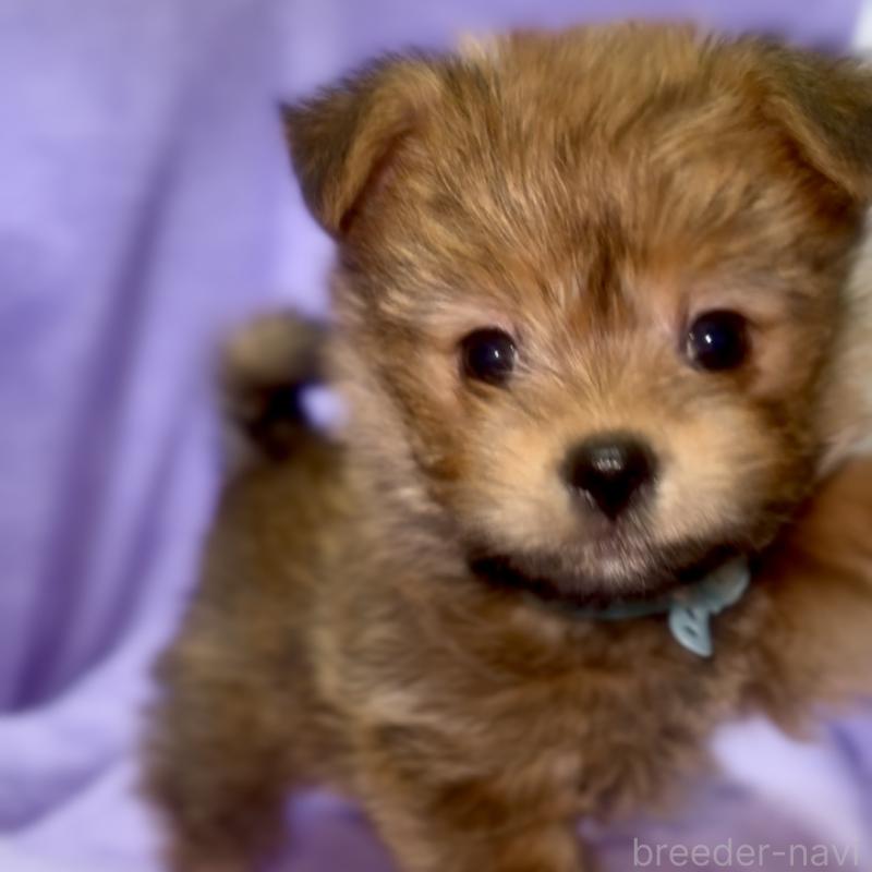 商談中の神奈川県のミックス犬-422167の2枚目