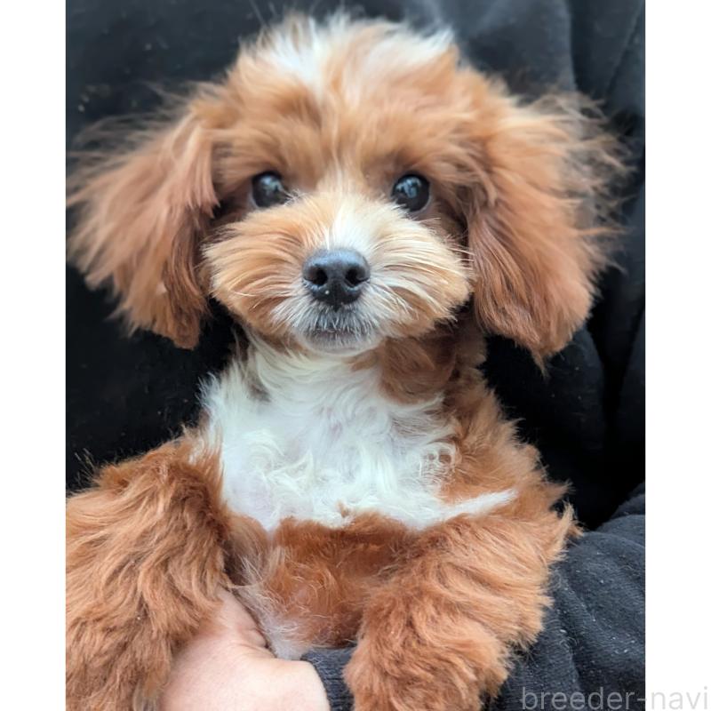 販売中の静岡県のミックス犬-406300の1枚目