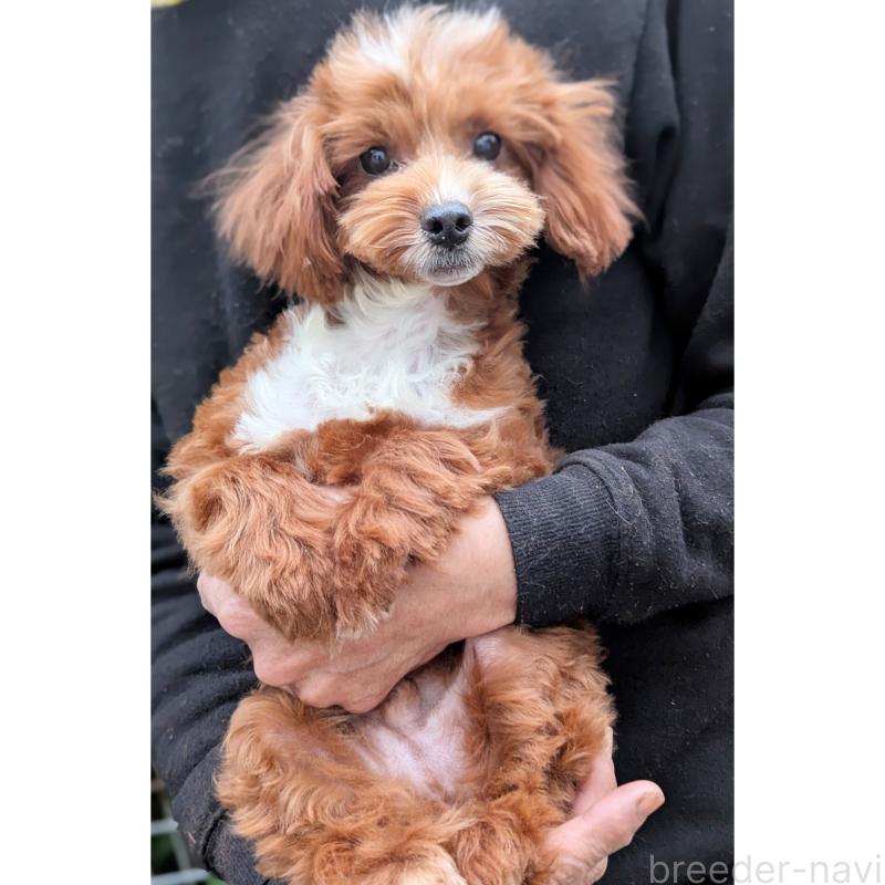 販売中の静岡県のミックス犬-406300の2枚目