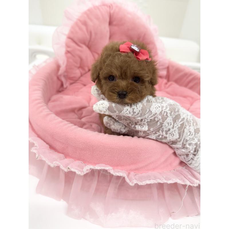 販売中の山梨県のトイプードル-429563の6枚目