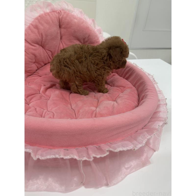 販売中の山梨県のトイプードル-429563の5枚目