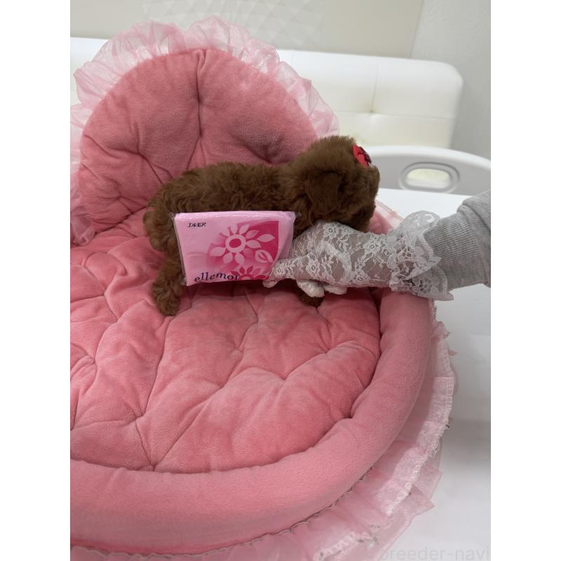 販売中の山梨県のトイプードル-429563の4枚目