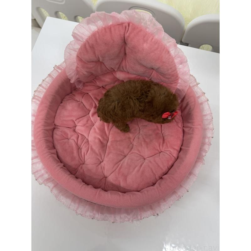 販売中の山梨県のトイプードル-429563の3枚目