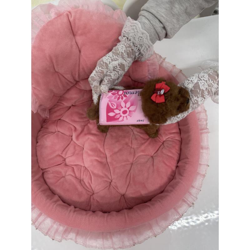 販売中の山梨県のトイプードル-429563の2枚目