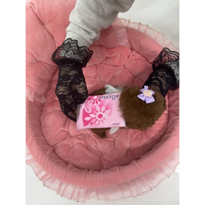 販売中の山梨県のトイプードル-429564の3枚目