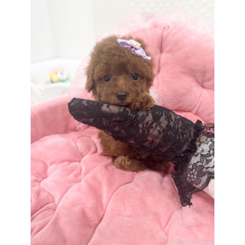 販売中の山梨県のトイプードル-429564の2枚目