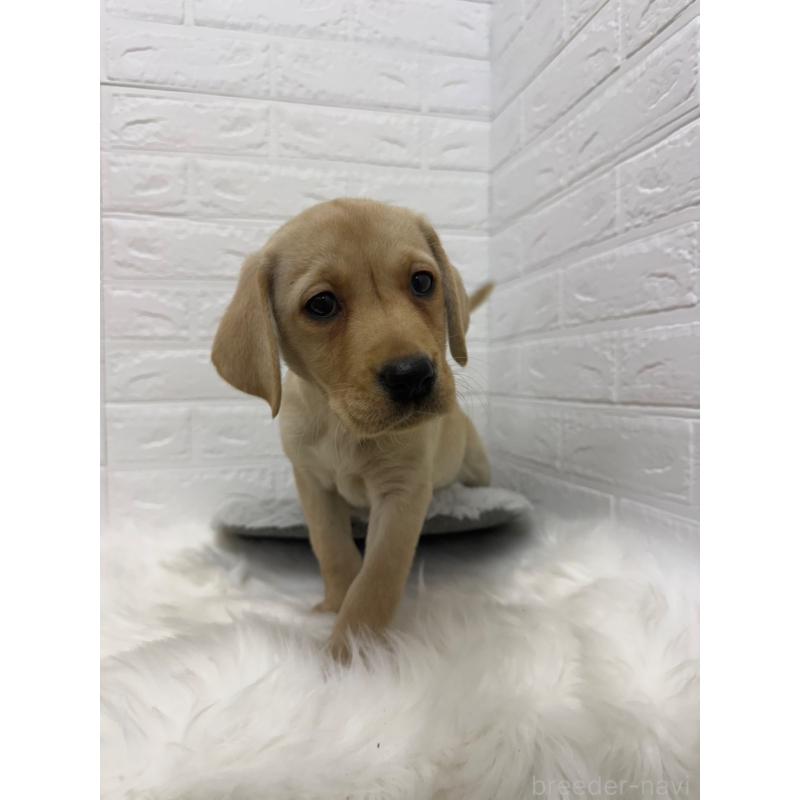 販売中の東京都のラブラドールレトリーバー-429428の8枚目